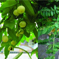 jual bibit daun katuk jual bibit tanaman dan jasa jual bibit daun katuk jual bibit tanaman dan jasa