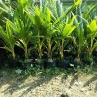 Jual Pohon Kelapa Dari Bibit Kelapa Berkualitas - Pohon Rindang