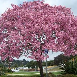Harga Pohon Tabebuya Pink