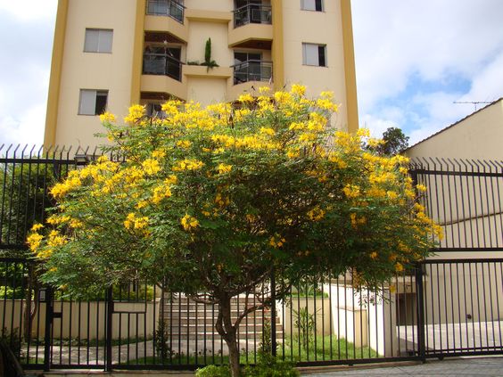 Pohon Flamboyan Bunga Kuning