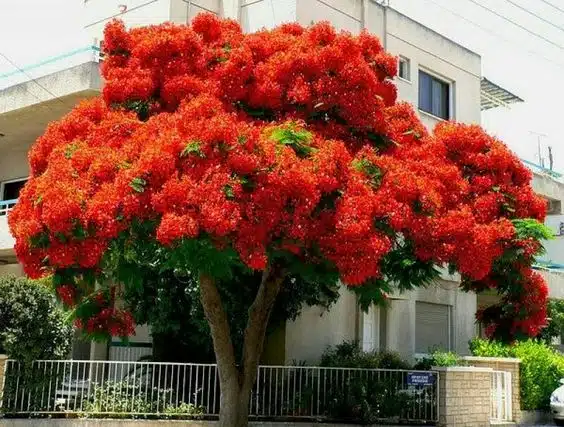 Pohon Flamboyan Bunga Merah