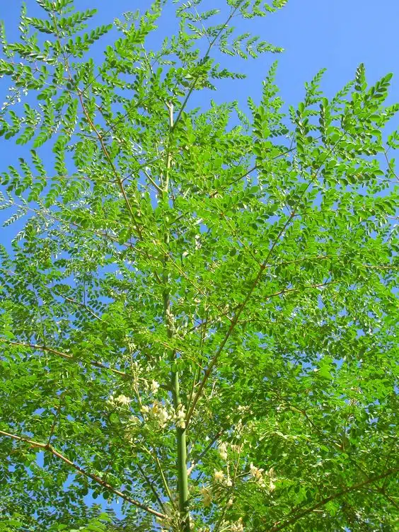 Pohon Moringa