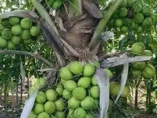 pohon kelapa genjah