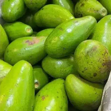 Buah Alpukat Siger