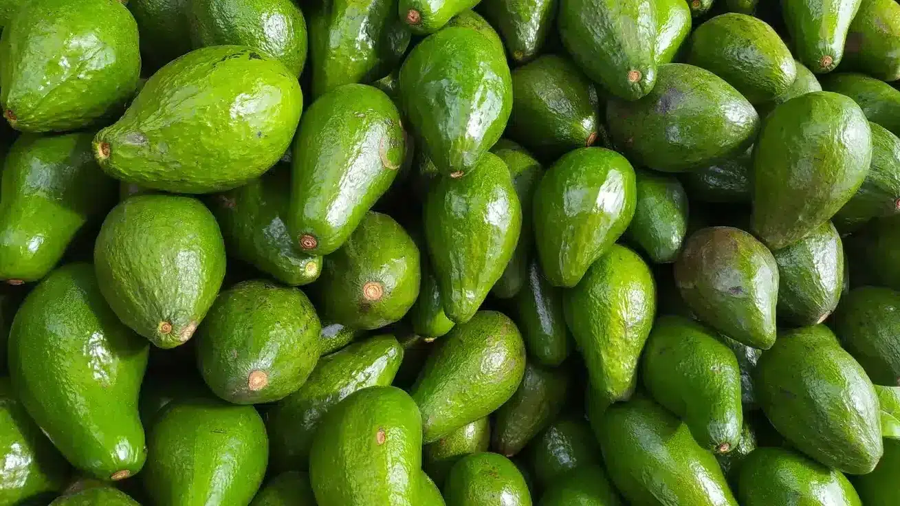 Buah Alpukat Cuba