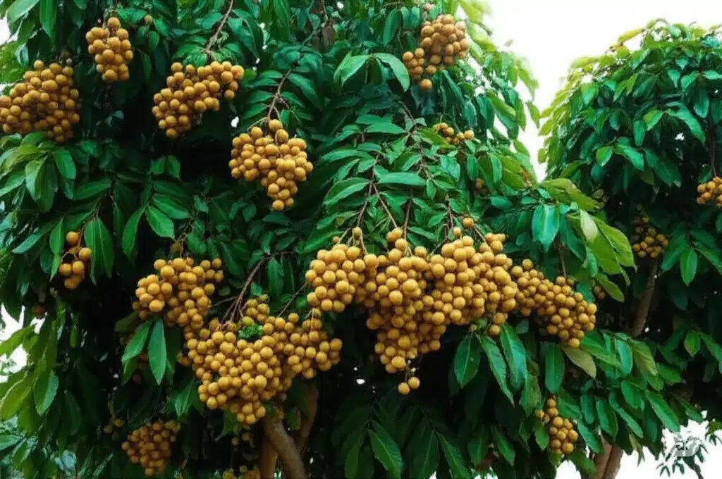BIbit Kelengkeng