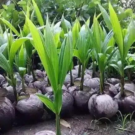 bibit pohooon kelapa