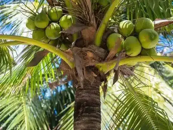 Pohon kelapa