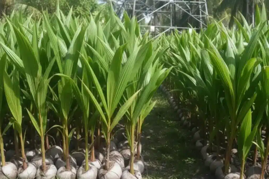 BIbit kelapa kopyor