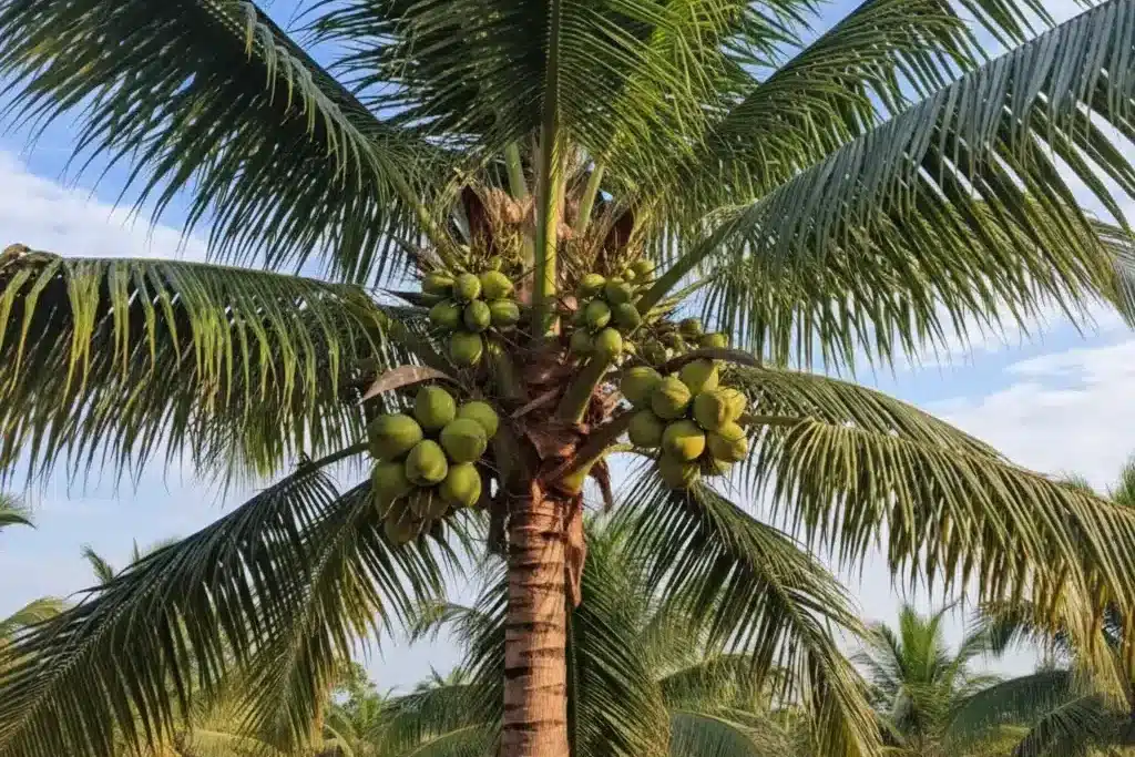 Pohon Kelapa Wulung 