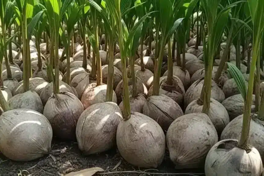 Bibit Kelapa Wulungan