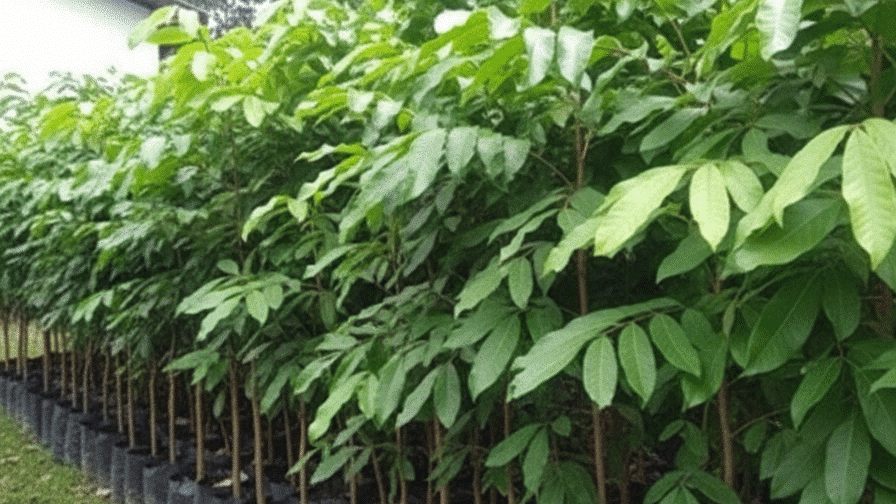 BIbit Rambutan