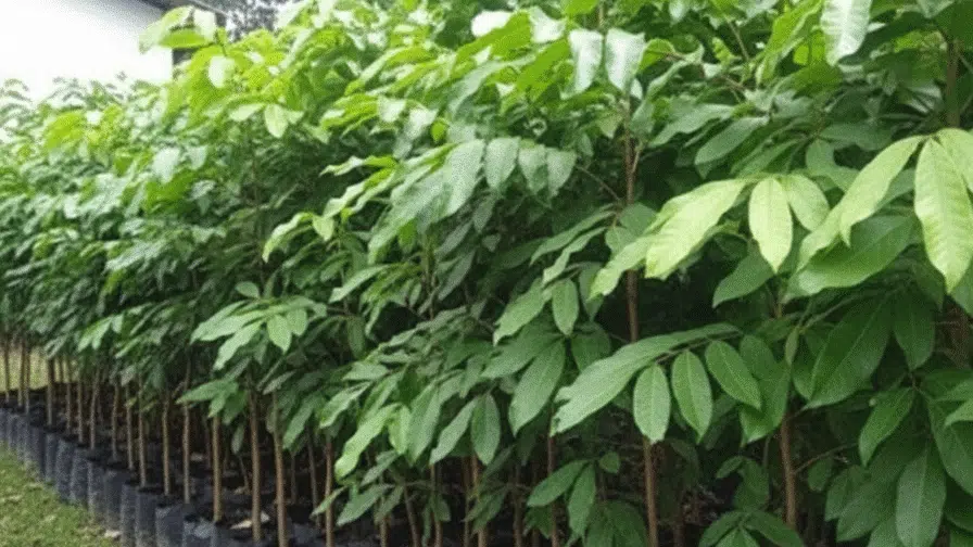 BIbit Rambutan