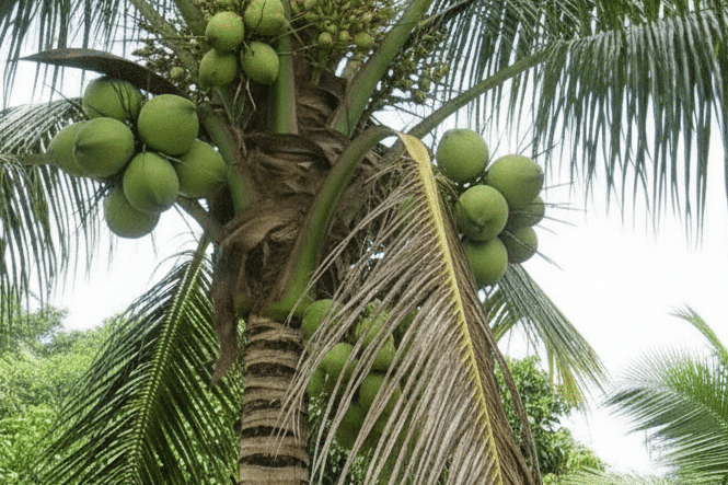 Kelapa Genjah Entok