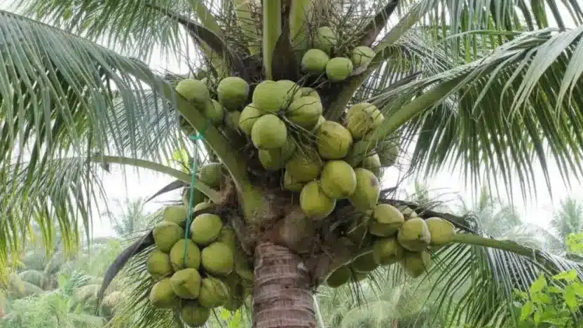 Pohon Kelapa Hibrida