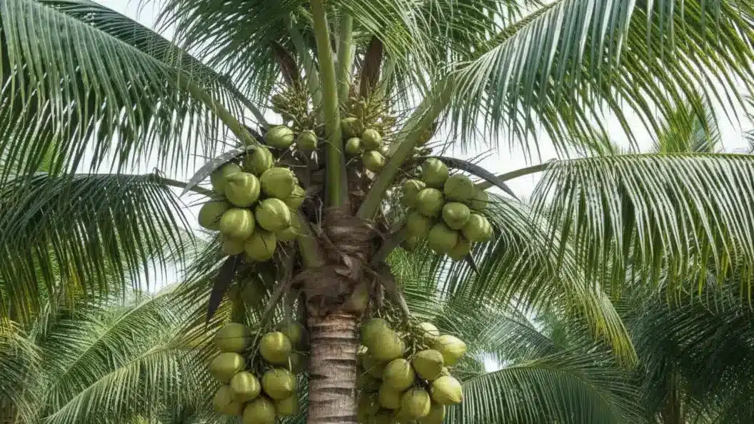 Pohon Kelapa Kopyor