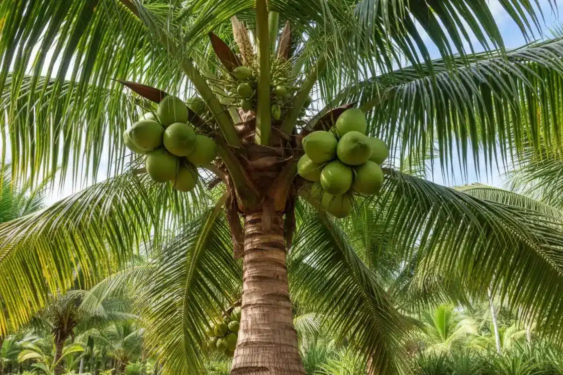 pohon kelapa pandan wangi